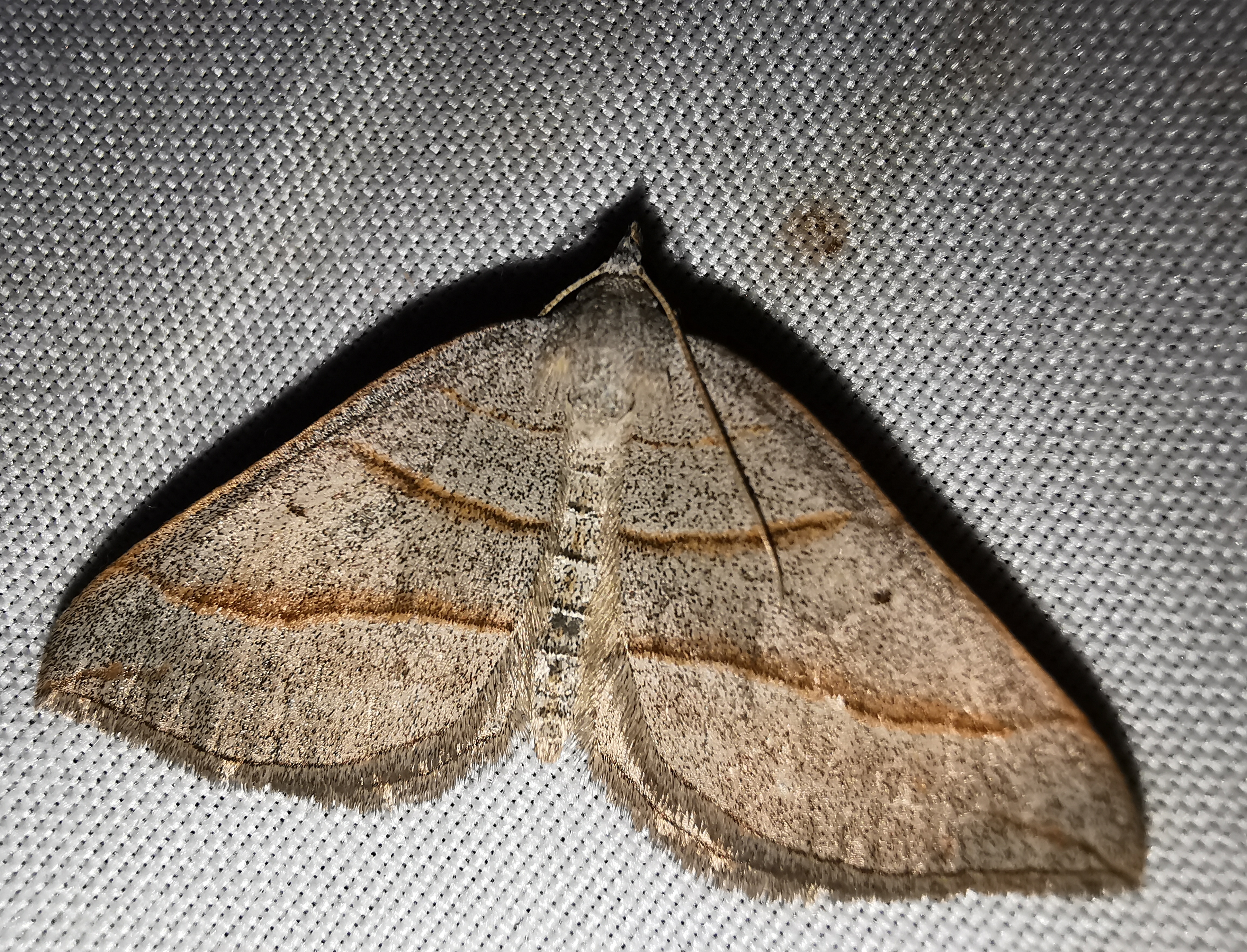 Scotopteryx mucronata/luridata/ignorata
