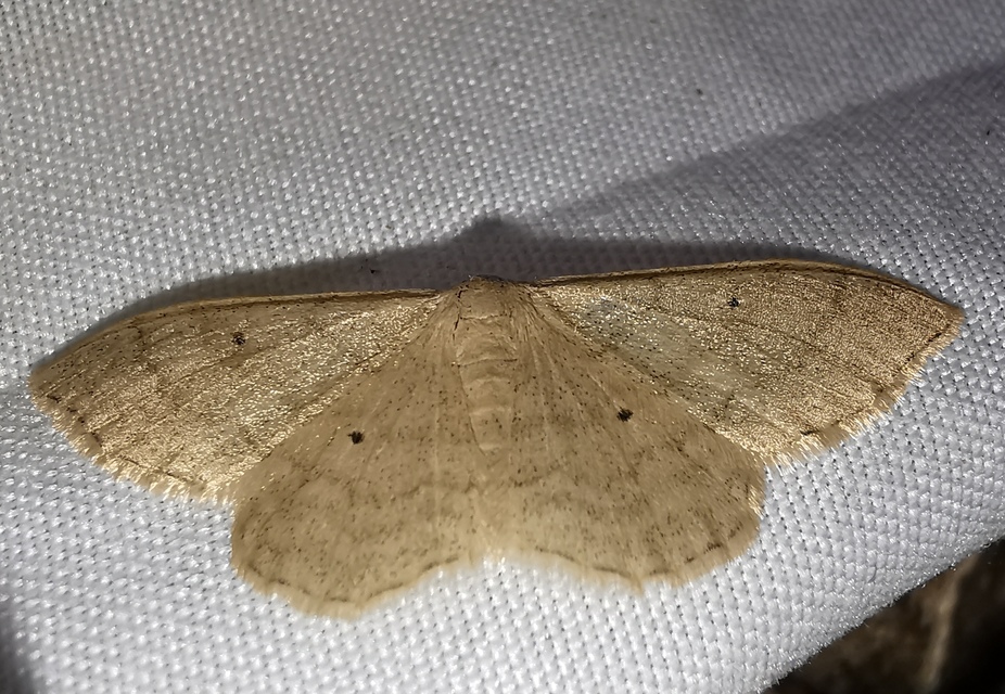 Idaea straminata - szalmasárga sávosaraszoló
