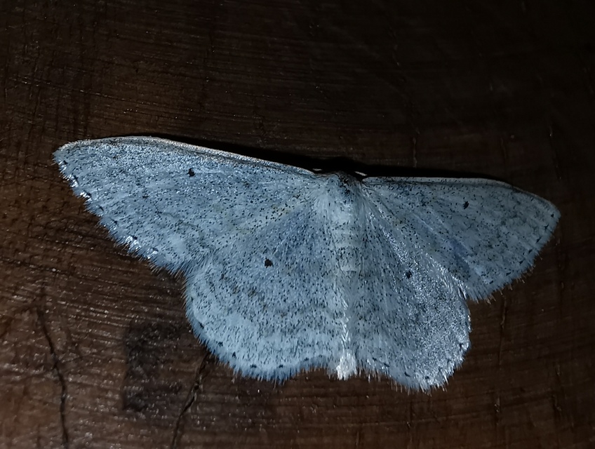 Scopula incanata - hamvas sávosaraszoló