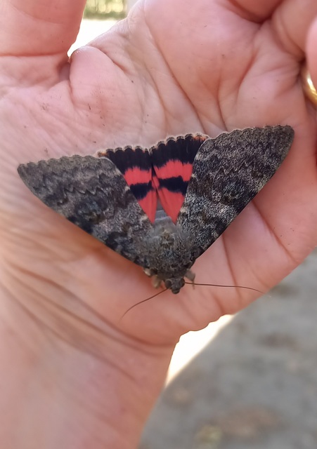 Catocala elocata - közönséges övesbagoly