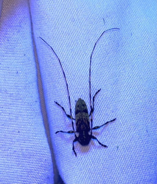 Acanthocinus griseus - szürke daliáscincér