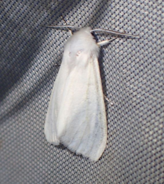 Hyphantria cunea - amerikai fehér medvelepke