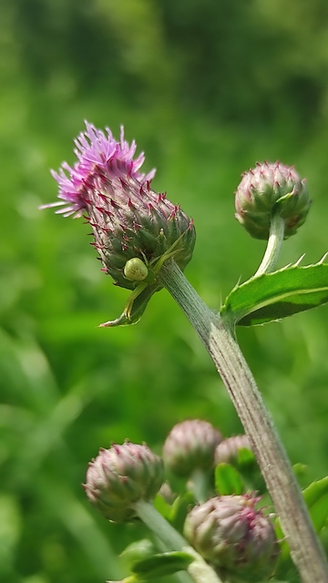 Ebrechtella tricuspidata - alakoskodó karolópók