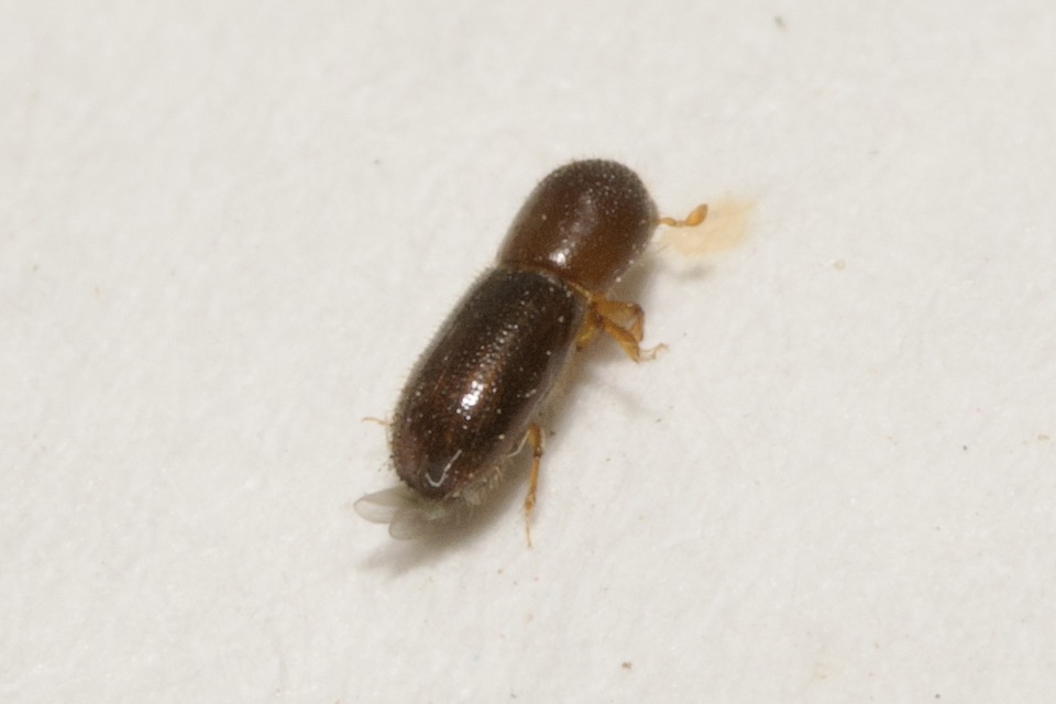 Xyleborinus saxesenii - vadgesztenyeszú