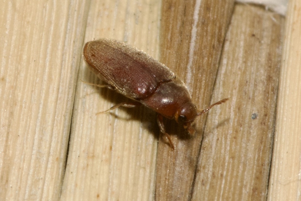 Throscidae - merevbogárfélék