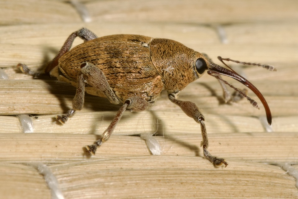 Curculio glandium - tölgymakkzsuzsóka