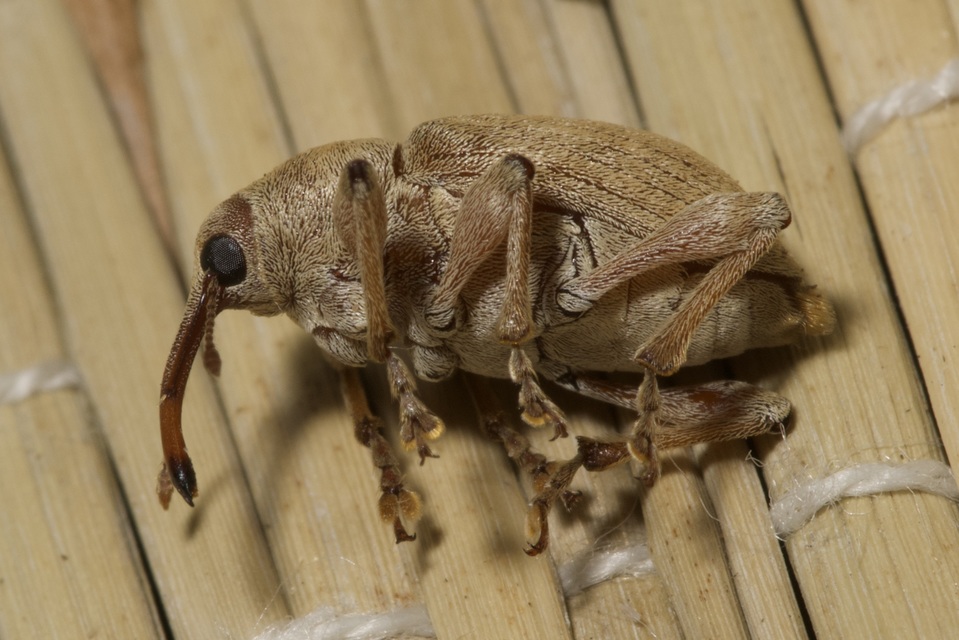 Curculio propinquus - halvány zsuzsóka