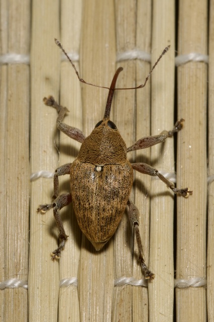 Curculio glandium - tölgymakkzsuzsóka