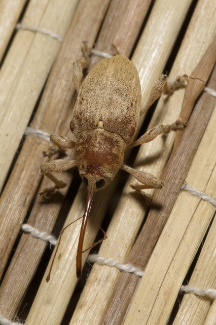 Curculio propinquus - halvány zsuzsóka