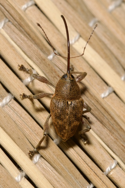 Curculio glandium - tölgymakkzsuzsóka
