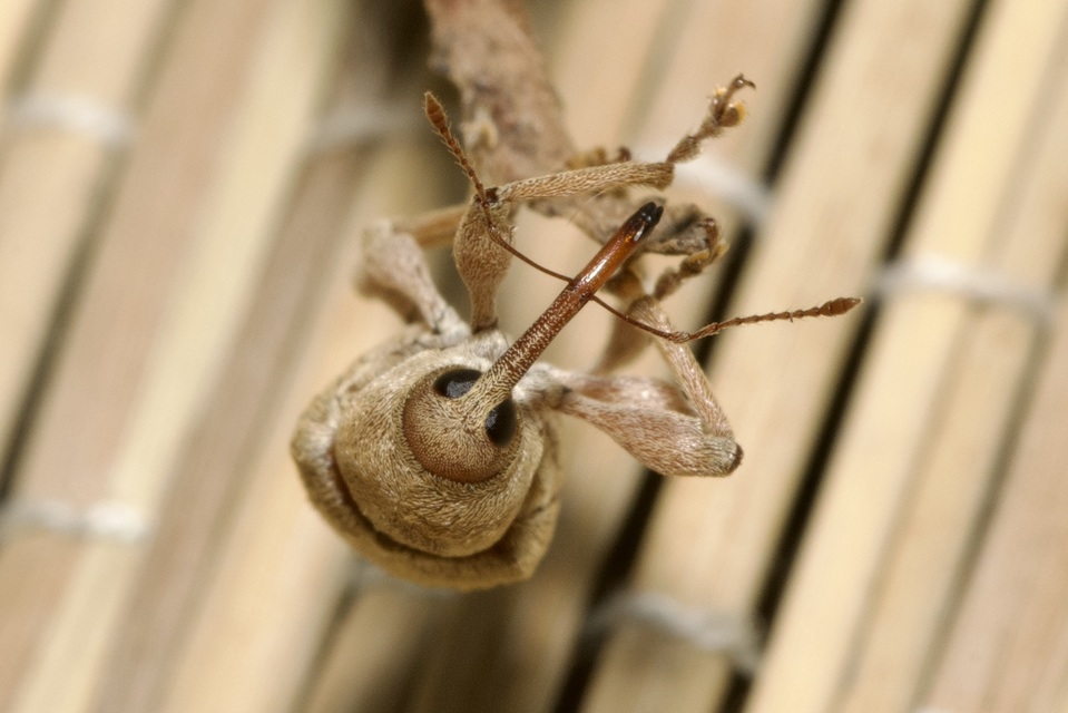 Curculio propinquus - halvány zsuzsóka