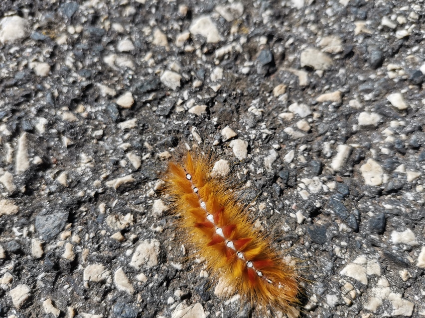 Acronicta aceris - vadgesztenye-szigonyosbagoly