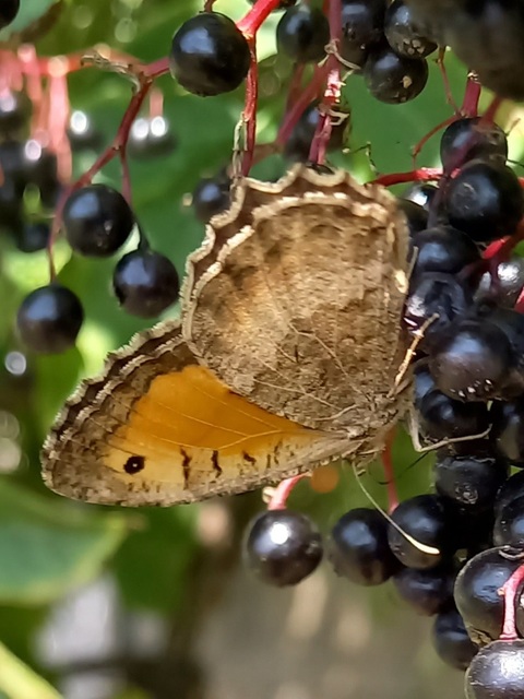 Arethusana arethusa - közönséges szemeslepke