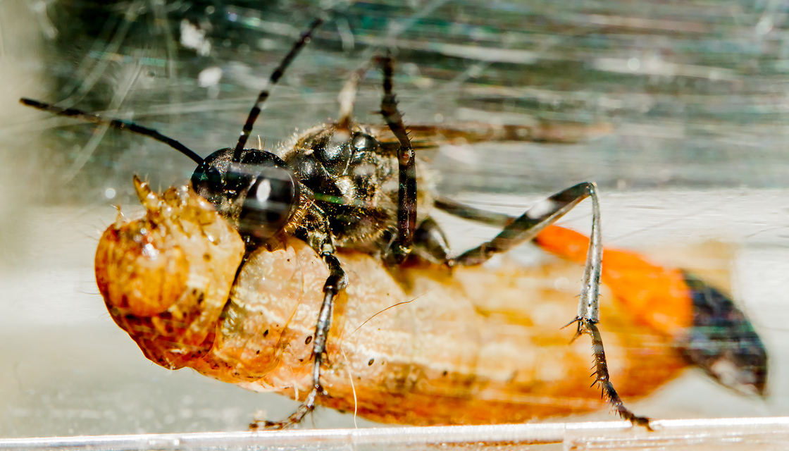 Ammophila sabulosa - homoki hernyóölődarázs