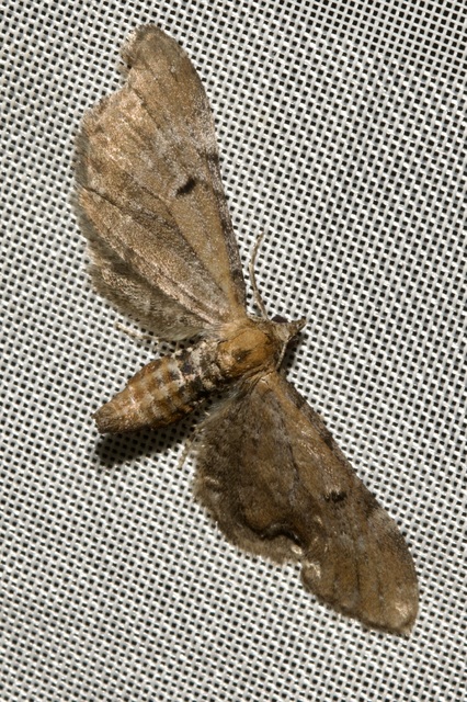 Eupithecia absinthiata - üröm-törpearaszoló
