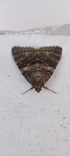 Catocala elocata - közönséges övesbagoly