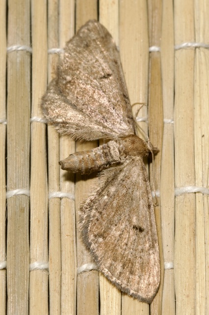 Eupithecia absinthiata - üröm-törpearaszoló