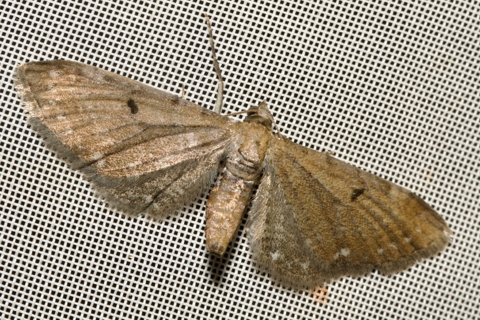 Eupithecia absinthiata - üröm-törpearaszoló