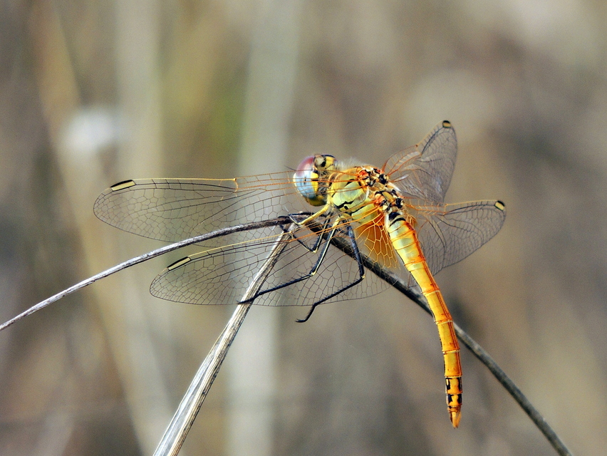 Sympetrum fonscolombii - vándor katona-szitakötő