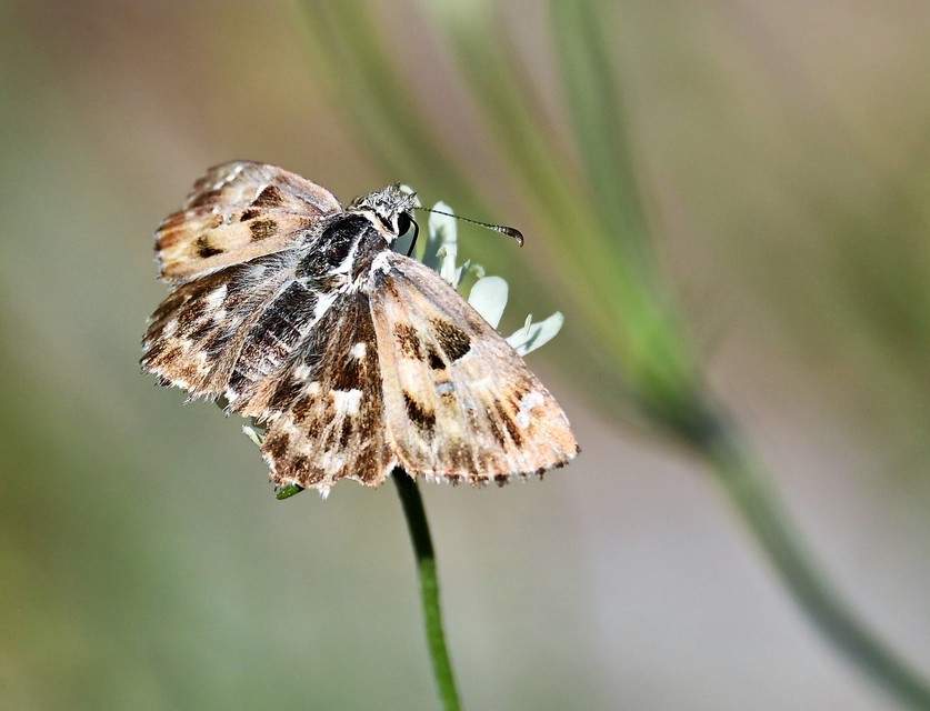 Carcharodus floccifera - pemetefű-busalepke