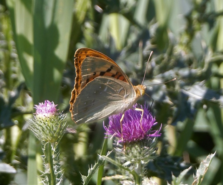 Argynnis pandora - zöldes gyöngyházlepke