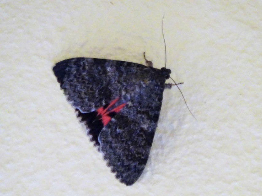 Catocala elocata - közönséges övesbagoly
