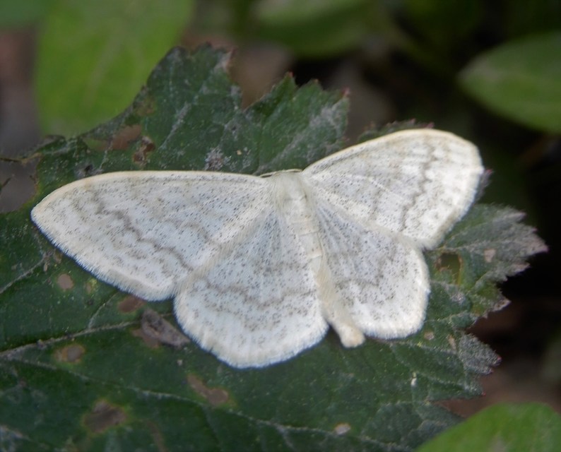 Scopula floslactata - tejfehér sávosaraszoló