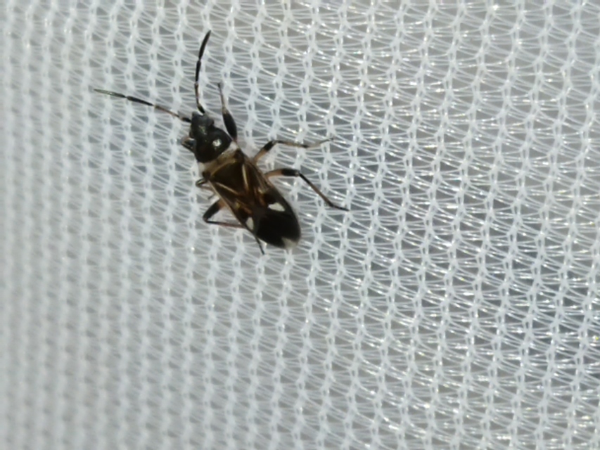 Raglius alboacuminatus - tarka díszesbodobács