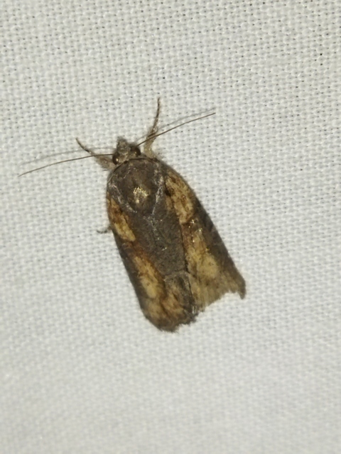 Bryophila raptricula/felina