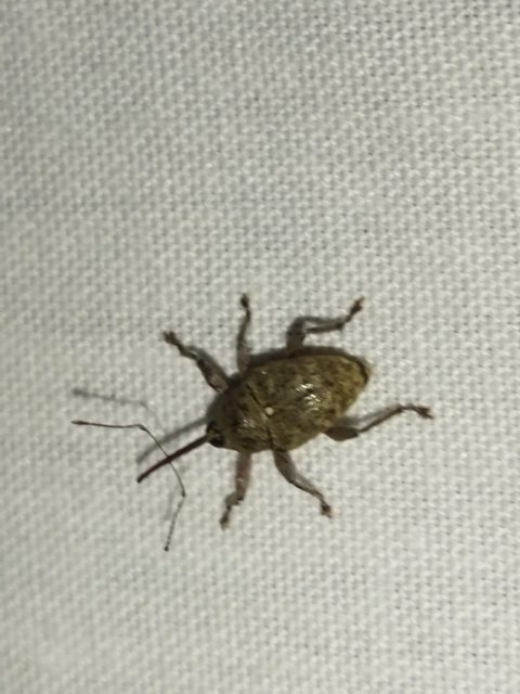 Curculio glandium - tölgymakkzsuzsóka