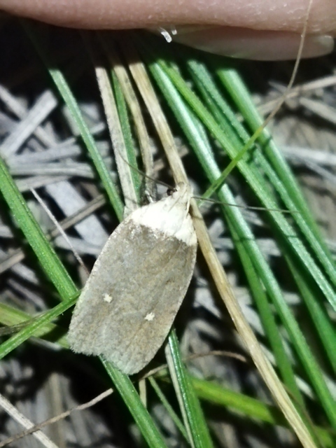 Agonopterix furvella - ezerjófű-laposmoly