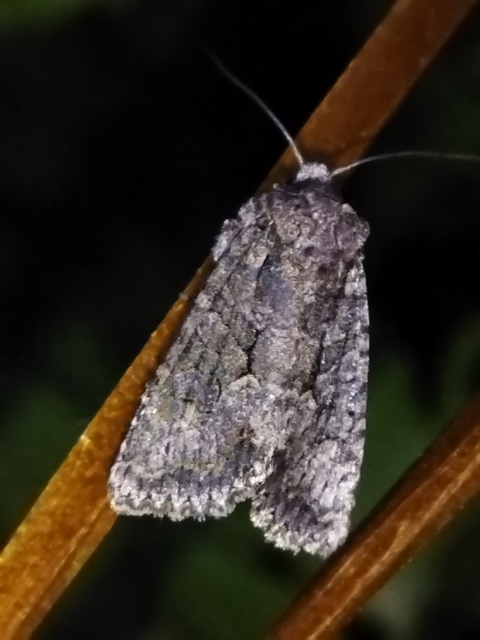 Dryobotodes monochroma - szürke tölgybagoly