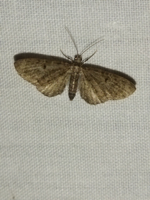 Eupithecia virgaureata - aranyvessző-törpearaszoló