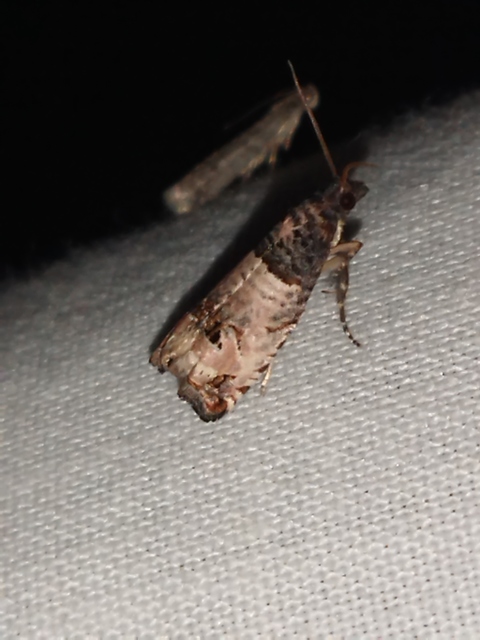 Notocelia incarnatana - jajrózsa-tükrösmoly