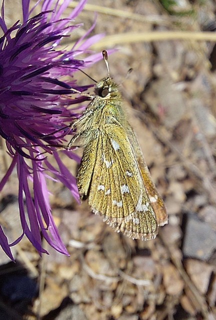 Hesperia comma - vesszős busalepke