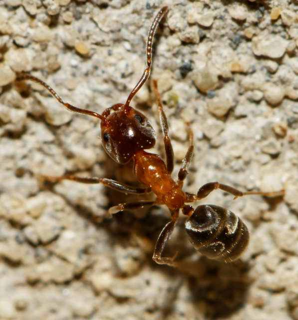 Liometopum microcephalum - tölgyfahangya