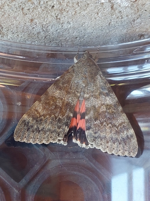 Catocala elocata - közönséges övesbagoly
