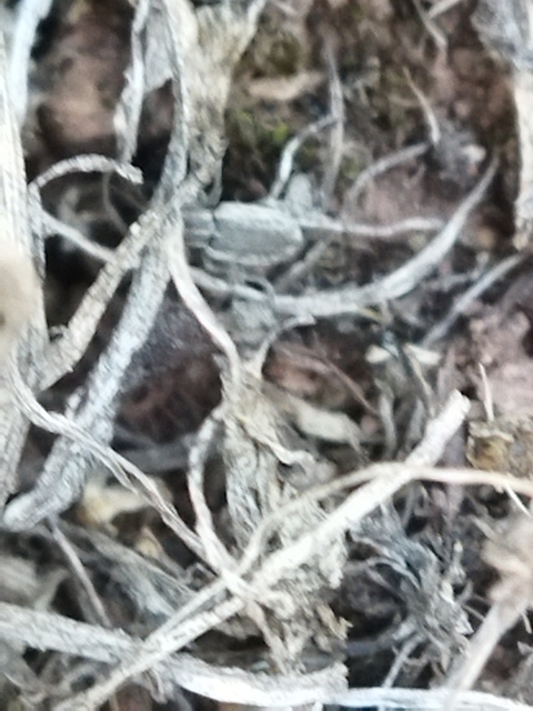Sitona humeralis - lucerna-csipkézőbogár