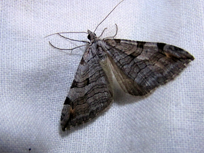Aplocera efformata/plagiata