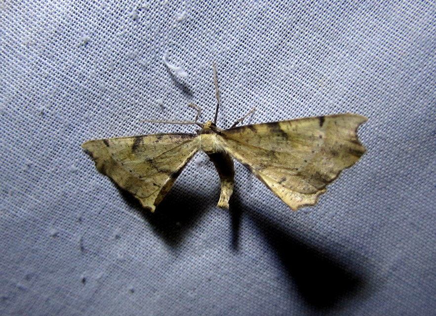 Artiora evonymaria - kecskerágó-araszoló