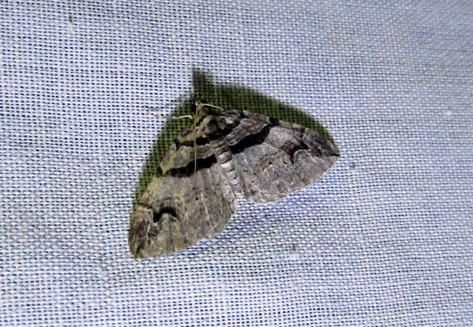 Pareulype berberata - sóskafa-tarkaaraszoló