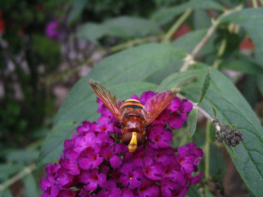 Volucella zonaria - kétöves pihelégy