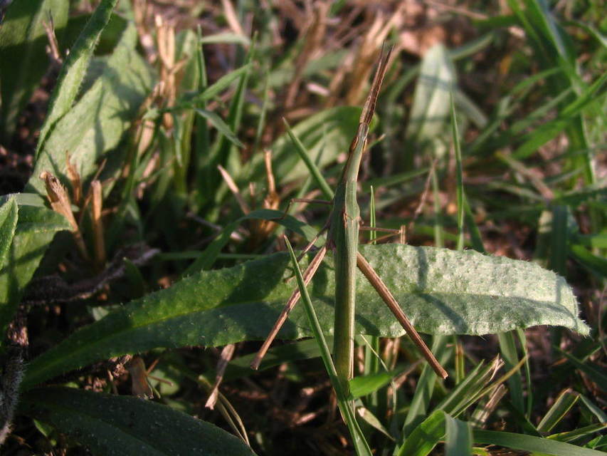 Acrida ungarica - sisakos sáska