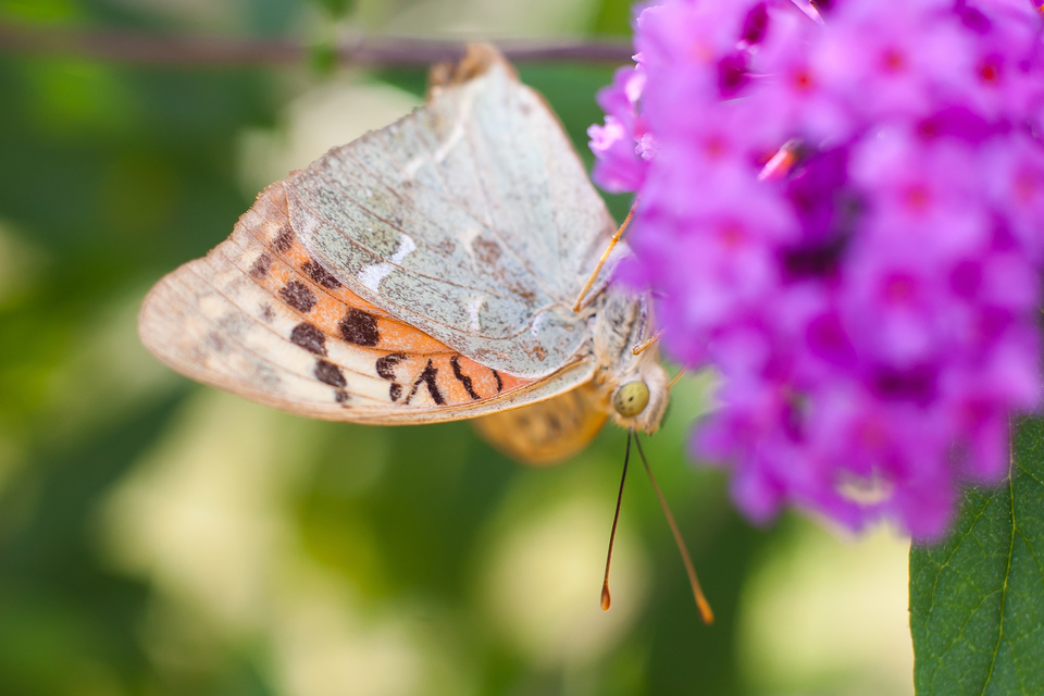 Argynnis pandora - zöldes gyöngyházlepke