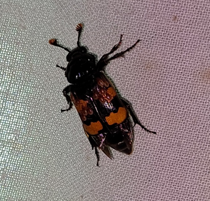 Nicrophorus interruptus - sárgaszőrű temetőbogár