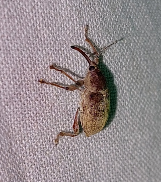 Curculio propinquus - halvány zsuzsóka