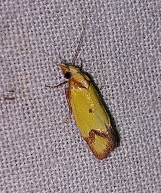 Agapeta zoegana - barnacsíkos sárgamoly