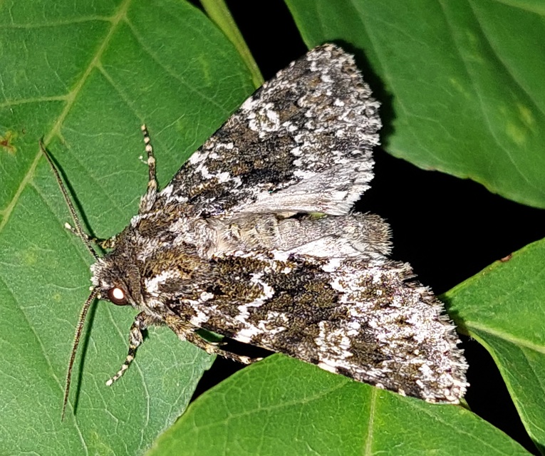 Polymixis polymita - kankalin-tarkabagoly