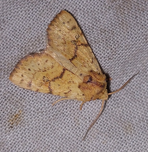Tiliacea sulphurago - kénes sárgabagoly