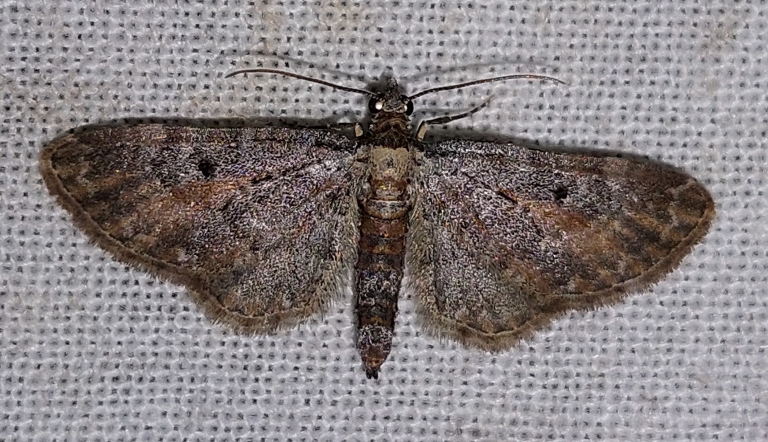 Eupithecia icterata - rozsdafoltos törpearaszoló